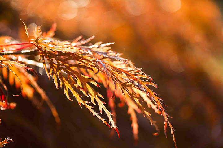 Green shoots: October flickr group on Autumn colours