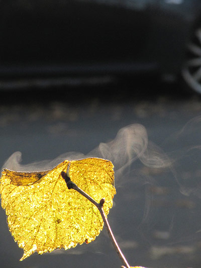 Green shoots: October flickr group on Autumn colours