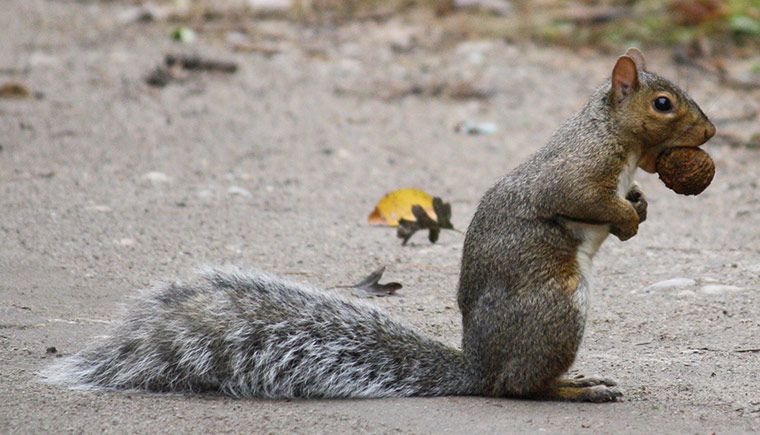 Green shoots: October flickr group on Autumn colours
