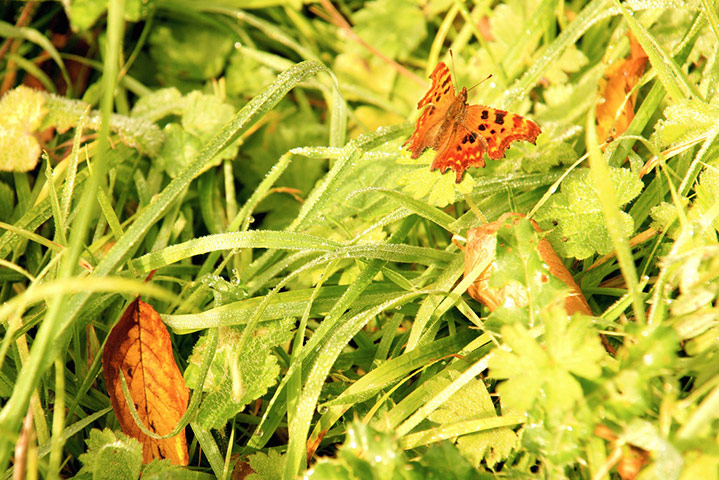 Green shoots: October flickr group on Autumn colours
