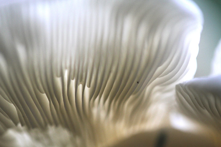 Green shoots: October flickr group on Autumn colours