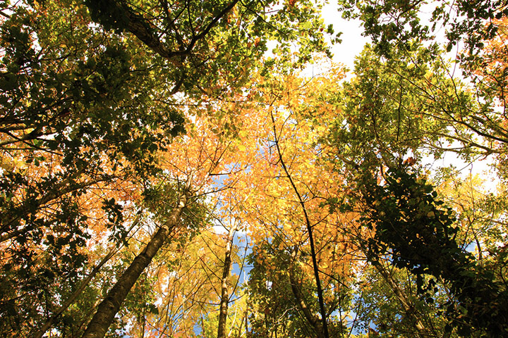 Green shoots: October flickr group on Autumn colours