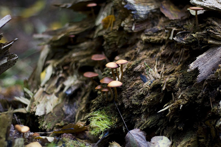 Green shoots: October flickr group on Autumn colours