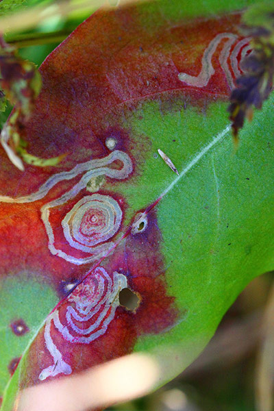 Green shoots: October flickr group on Autumn colours