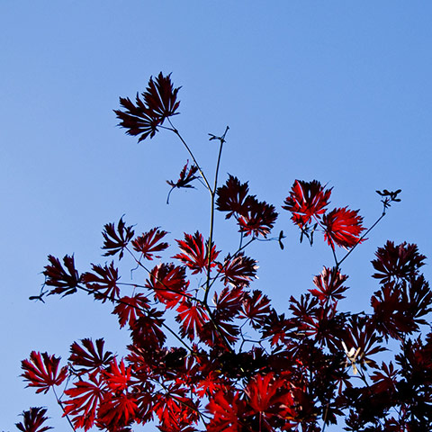 Green shoots: October flickr group on Autumn colours