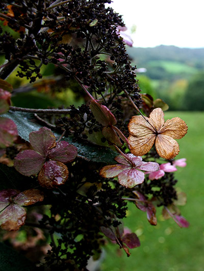 Green shoots: October flickr group on Autumn colours
