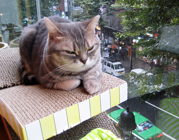 My week in pics: Koenig: Cat