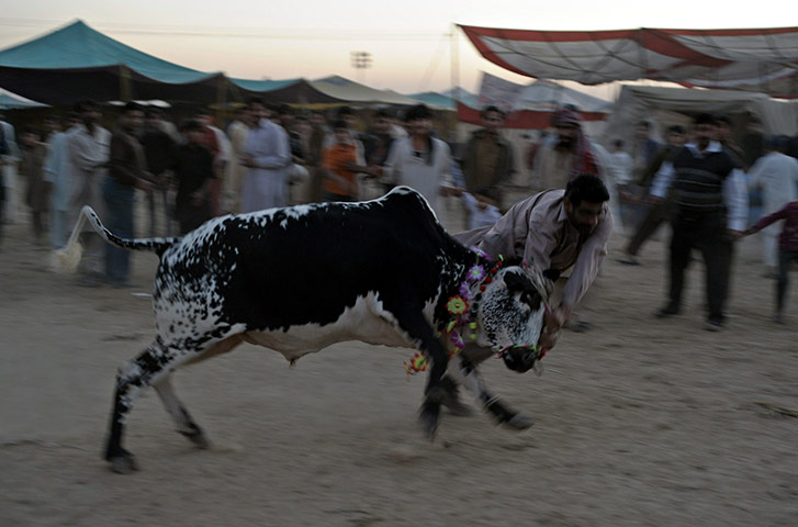 24 hours in pictures: A Pakistani man attempts to subdue his bull