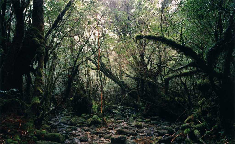 Prix Pictet: Thomas Struth : Yakushima, Japan from the series Paradise,