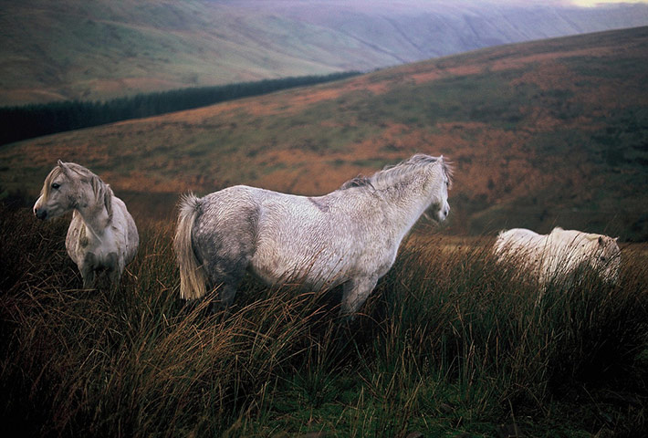 Guardian Camera Club: A review of Steve Chapple's portfolio