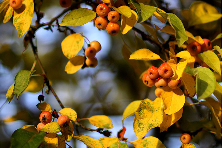 Matthew Phypers autumn: Matthew Phypers autumn assignment camera club