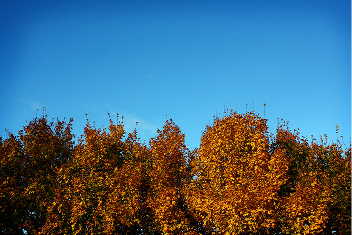 Matthew Phypers autumn: Matthew Phypers autumn assignment camera club