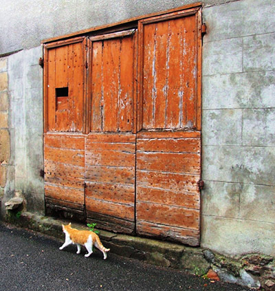In Pictures: Orange: ginger tabby cat