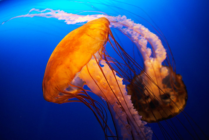 In Pictures: Orange: jellyfish