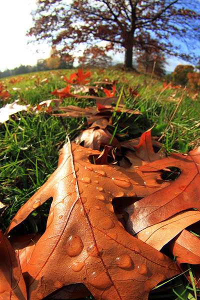 Guardian Camera Club: Richard Sheppard participates in the autumn colour photography assignment