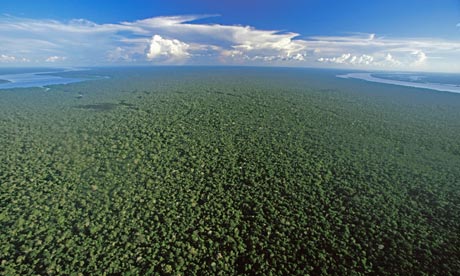 World's forests can adapt to climate change, study says ...
