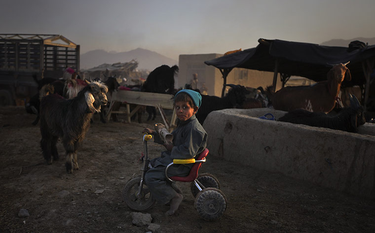24 hours in pictures: cattle market in Kabul, Afghanistan