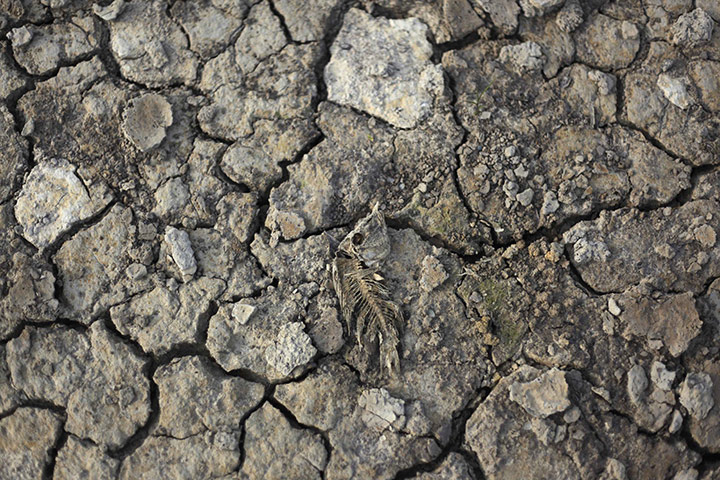 Week in Wildlife: A dead fish lies on an exposed bank of the Solimoes River  Brazil