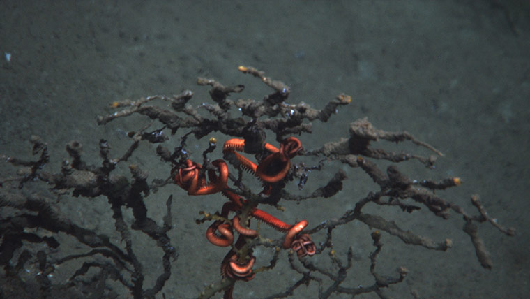 Week in Wildlife: federal scientists say they have found damage to deep sea coral 