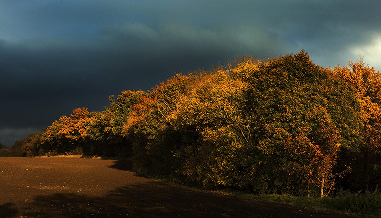 Week in Wildlife: Autumn, red leaves on trees, Hoxne, Suffolk.