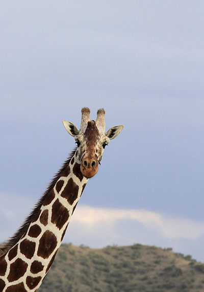 Week in Wildlife: A reticulated male giraffe, kenya