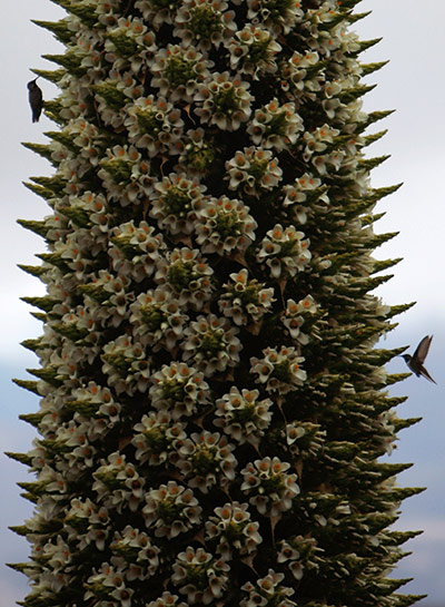 Week in Wildlife: Two birds feed on the flowers of a Puya Raimondi plant