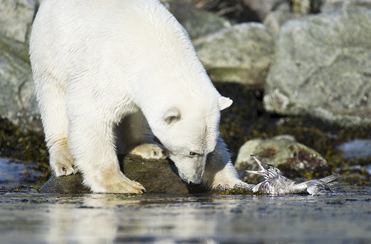 Week in Wildlife: Polar Bear fighting glacious gull, Spitsbergen, Svalbard, Norway - Aug 2010
