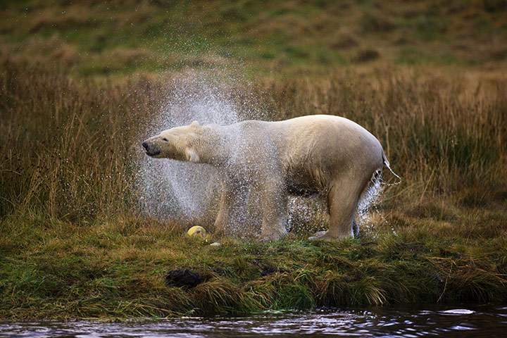 Polar Bear: Polar Bears in Scottish Highlands