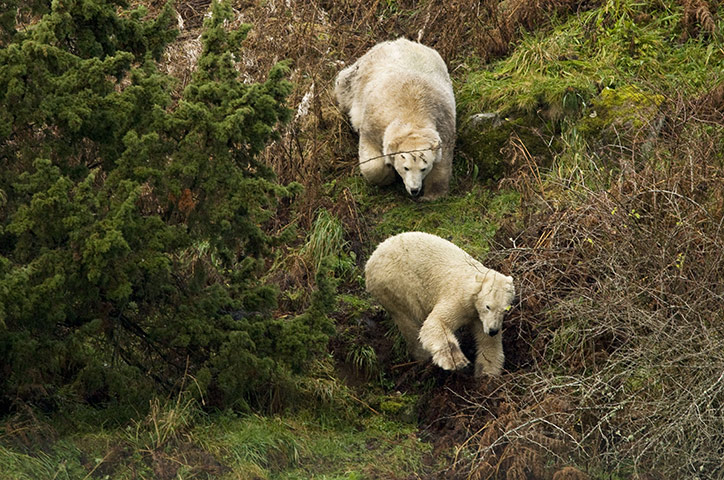 Polar Bear: Polar Bears in Scottish Highlands