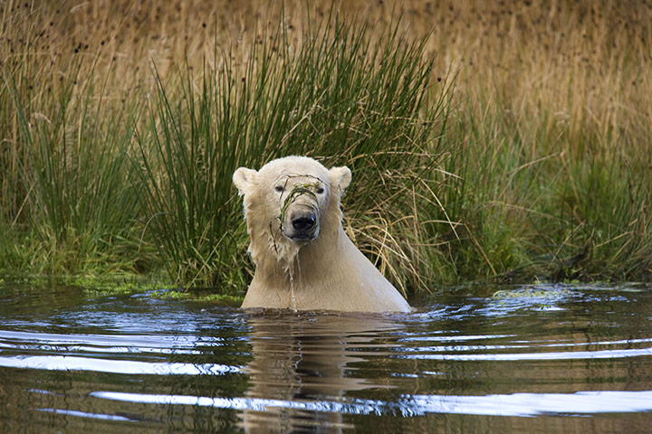 Polar Bear: Polar Bears in Scottish Highlands