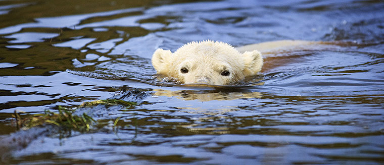 Polar Bear: Polar Bears in Scottish Highlands