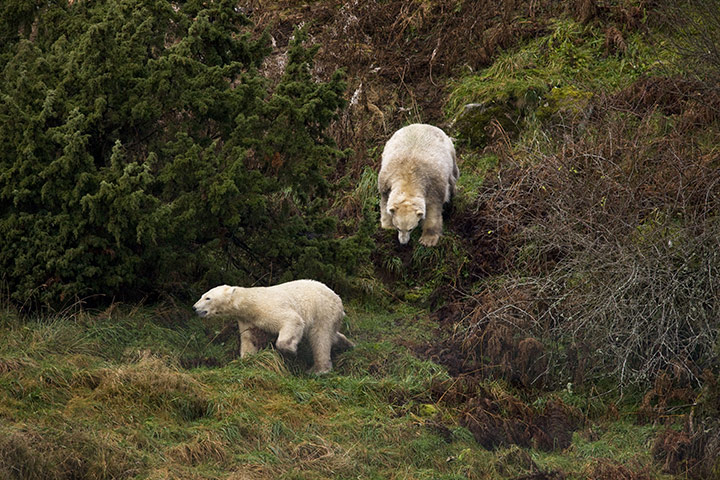 Polar Bear: Polar Bears in Scottish Highlands