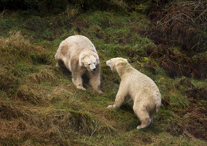 Polar Bear: Polar Bears in Scottish Highlands