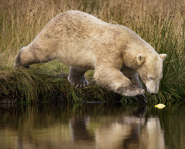 Polar Bear: Polar Bears in Scottish Highlands