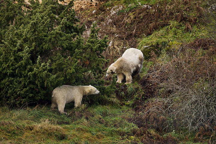 Polar Bear: Polar Bears in Scottish Highlands