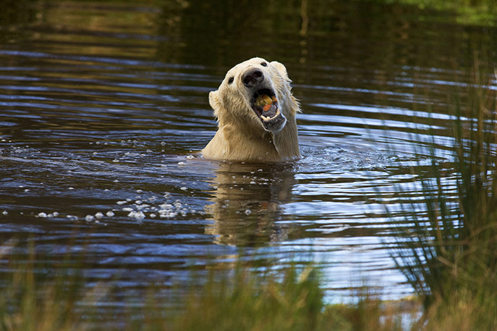 Polar Bear: Polar Bears in Scottish Highlands