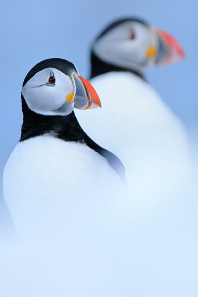 GDT:  European Wildlife Photographer of the Year 2010