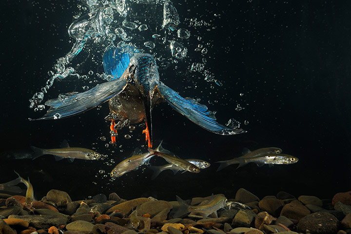 GDT:  European Wildlife Photographer of the Year 2010