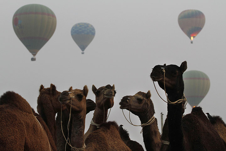 24 hours in pictures: pushkar camel fair