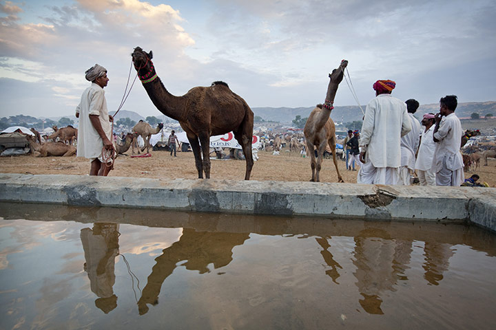 Pushkar camel fair: Pushkar Camel Fair, Rajasthan, India