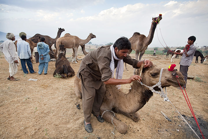 Pushkar camel fair: A Raika herdsman trims the ear hair of one of his camels