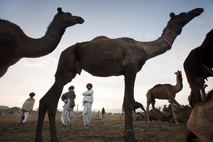 Pushkar camel fair: Bhairav and his two partners are interested in this camel 