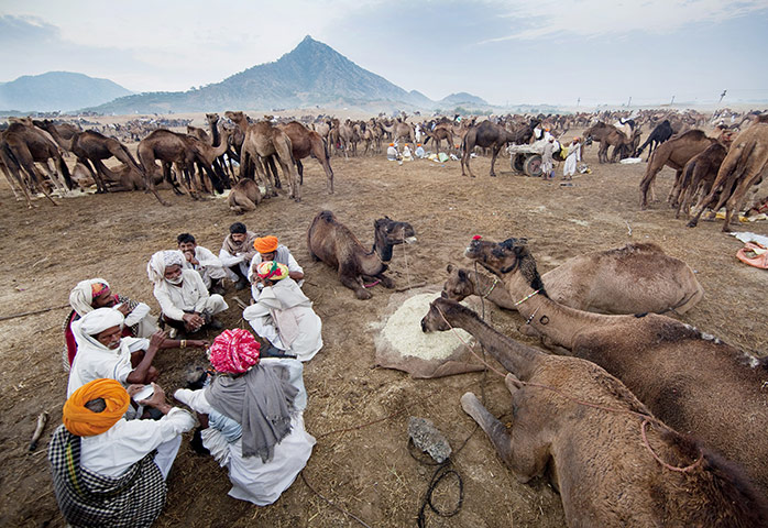 Pushkar camel fair: Jagdish Rabari eat breakfast alongside a few of their 70 camels