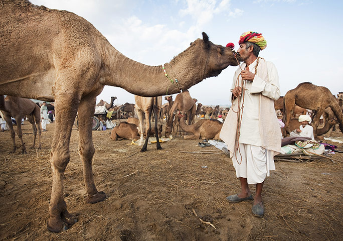 Pushkar camel fair: Jagadish Rabadi kisses one of the 70 camels