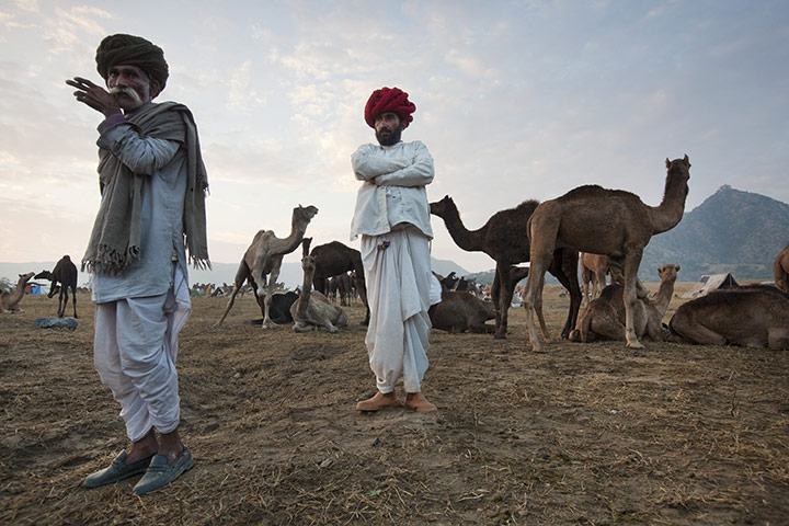 Pushkar camel fair: Bhairav and his partner are looking at camels to purchase