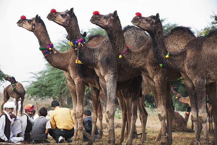 Pushkar camel fair: Buyers typically come from across the northwestern states of India
