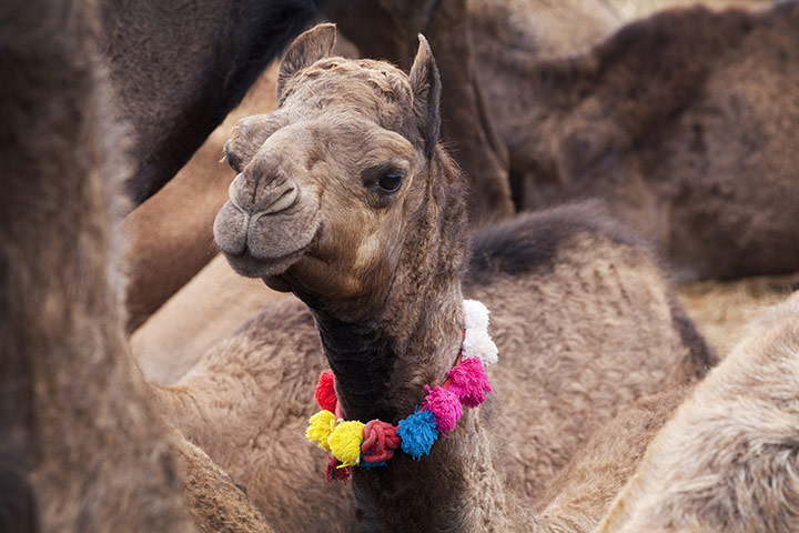 Pushkar camel fair: This young camel has been sold
