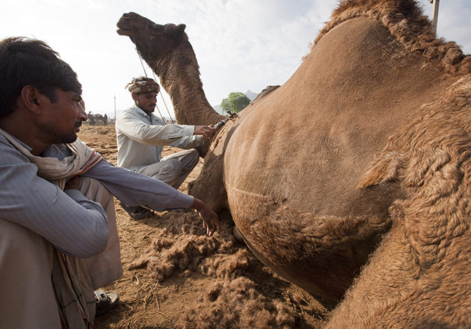 Pushkar camel fair: A camel has its hair trimmed