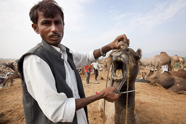 Pushkar camel fair: The camel's teeth are displayed for buyers