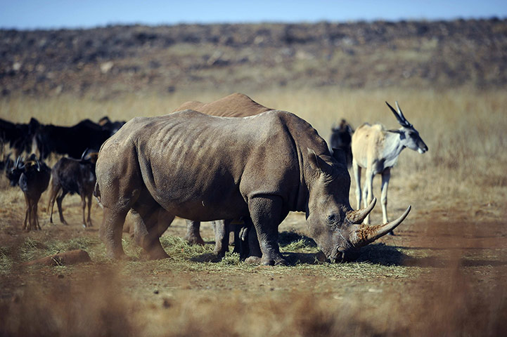 rhinoceros : (FILES) In a file picture taken on July